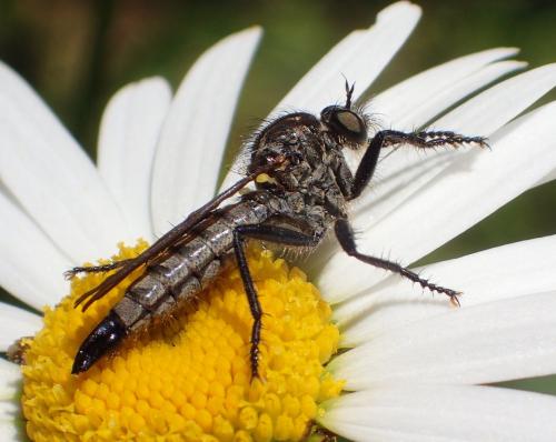 Didysmachus picipes